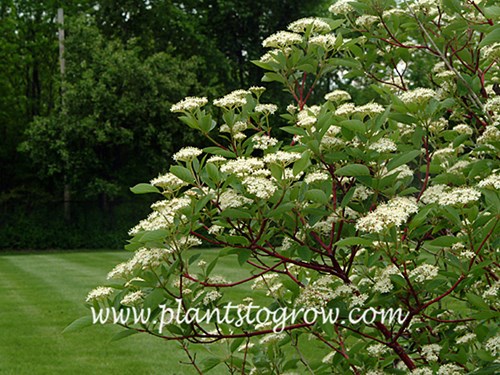 Red Twig Dogwood (Cornus sericea)
(May 29)